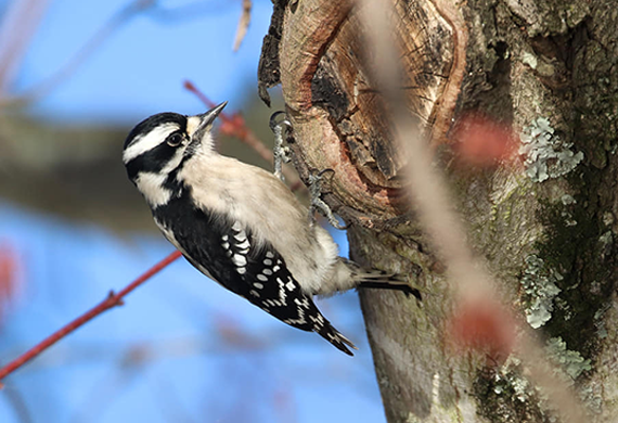 Downy Woodpecker by Ventures Birding